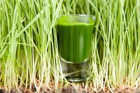 wheatgrass juice and sprout